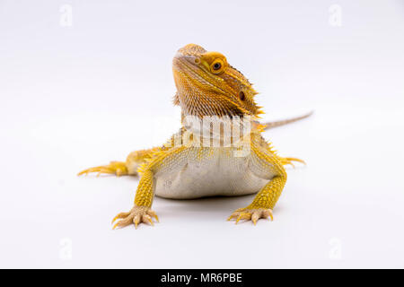 Bearded dragon (Pogona vitticeps) posing on a white background Stock Photo