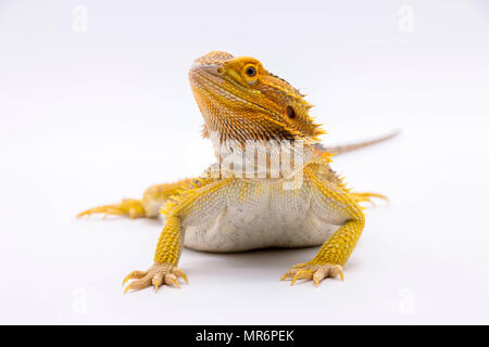 Bearded dragon (Pogona vitticeps) posing on a white background Stock Photo