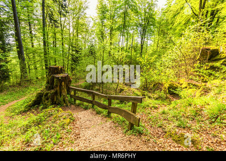 Beautiful spring forest landscape with in area of mill stone and ice caves and beech trees in volcanic Eifel at Roth, Gerolstein Germany Stock Photo