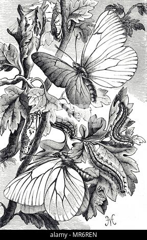 Engraving depicting Aporia Crataegi in it's butterfly, larvae and pupae stages. Dated 19th century Stock Photo
