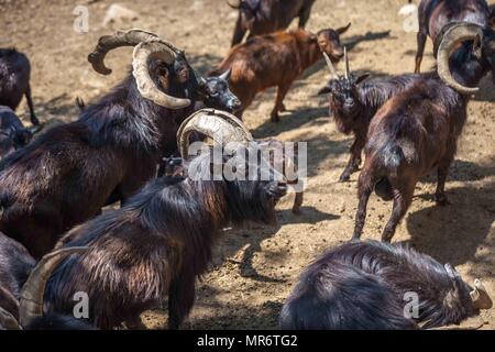 Wild goats in the Tbilisi zoo, fauna. Stock Photo