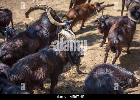 Wild goats in the Tbilisi zoo, fauna. Stock Photo