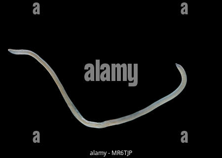 A parasitic nematode, or roundworm, removed from the surface of a mackerel liver. Dorset England UK GB. Stock Photo