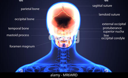 3d render of human skeleton anatomy system Stock Photo