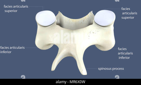 3d render of human skeleton bone anatomy Stock Photo - Alamy