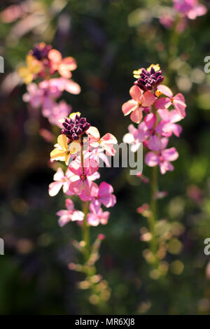 Multicoloured Erysimum Flowers Stock Photo
