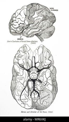 Engraving depicting a human brain. Top: Chart of localisation of cortical centres. Bottom: Nerves and arteries. Dated 20th century Stock Photo