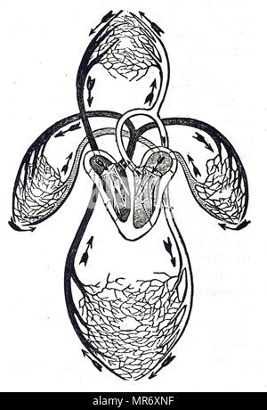 Diagram of the circulation of blood as understood after William Harvey's work, showing blood leaving the left ventricle of the heart by the aorta and returning to the heart via the vena cava at the right auricle: it has now completed the Greater Circulation. It next passes to the right ventricle and out into the Pulmonary Artery and undertakes the Lesser Circulation (Pulmonary Circulation) and returns to the heart at the left auricle. William Harvey (1578-1657) an English physician who made seminal contributions in anatomy and physiology. Dated 20th century Stock Photo