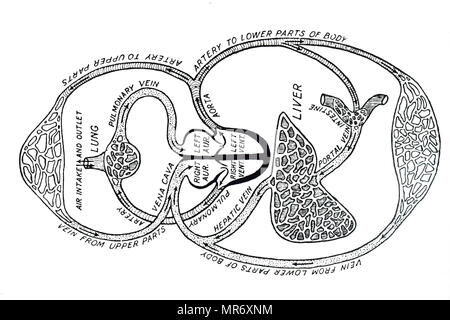 Diagram of the circulation of blood as understood after William Harvey's work, showing blood leaving the left ventricle of the heart by the aorta and returning to the heart via the vena cava at the right auricle: it has now completed the Greater Circulation. It next passes to the right ventricle and out into the Pulmonary Artery and undertakes the Lesser Circulation (Pulmonary Circulation) and returns to the heart at the left auricle. William Harvey (1578-1657) an English physician who made seminal contributions in anatomy and physiology. Dated 20th century Stock Photo