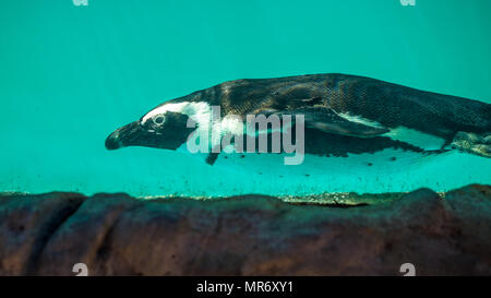 African penguin swims in the water in the Tbilisi zoo, the world of animals.
