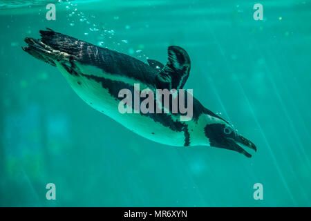 African penguin swims in the water in the Tbilisi zoo, the world of animals.