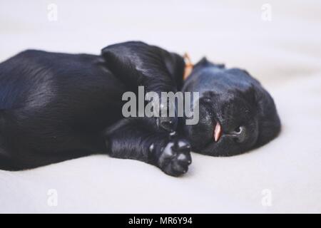 Newborn of dog (10 days old). Puppy of purebred Giant Schnauzer sleeping on blanket. Stock Photo
