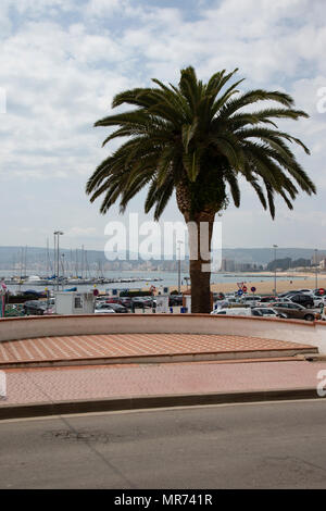 Prominent Palm Tree on the shore of Palamos on the Spanish Costa Brava Stock Photo