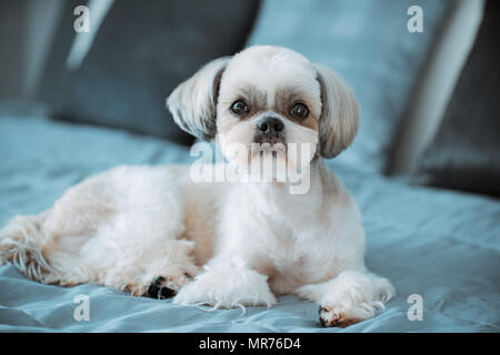 Shih tzu dog lying on bed in modern interior Stock Photo