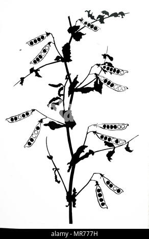 An example of the Mendelian trait (proposed by Gregor Mendel) in the culinary pea: distribution of seeds in F2 generation of a cross between green and yellow peas. The yellow peas are black, green peas are outlined only. Gregor Mendel (1822-1884) a Czech scientist, Augustinian friar and abbot of St. Thomas' Abbey in Brno, Margraviate of Moravia. Dated 20th century Stock Photo