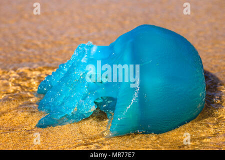 Closeup of a blue jellyfish species Velella, often spotted in the Gold Coast of Queensland in Australia and the Mediterranean Sea. on the Australian beach. Stock Photo