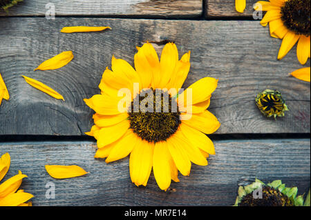 Top view Yellow sunflowers and petals on wooden rustic background of old fence. Agriculture harvest concept. Selective focus, space for text. Stock Photo