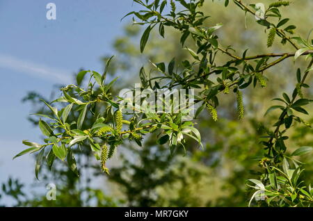 Close up of branch willow or salix  alba with buds blossoming in springtime,  Sofia, Bulgaria Stock Photo