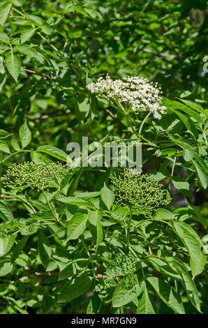 Close up of bush elderflower  or sambucus nigra with buds and bloom in springtime,  Sofia, Bulgaria Stock Photo