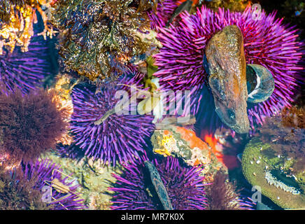 Purple sea urchin stand out due to bright sunlight amoung rocks,black turban snale,rockweekcoralline algae, and California Mussel are found in this co Stock Photo
