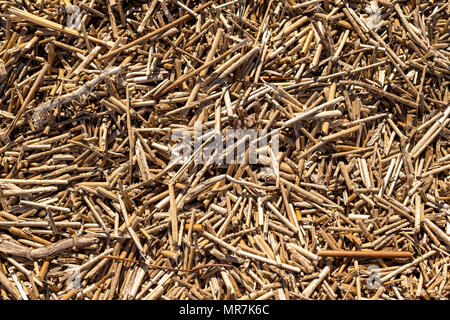 Dry reeds texture. Organic nature wallpaper of yellow cane.Dry straw. Reed pattern, dry plant texture Stock Photo