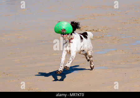 springer spaniel running on beach Stock Photo