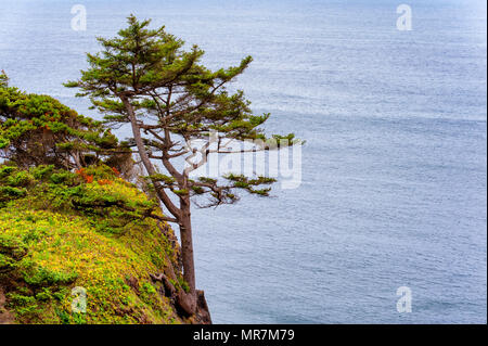 Copyspace available in this coastal landscape of a tree rooted into the side of a cliff.  The background is of Pacific Ocean on the Oregon Coast. Stock Photo