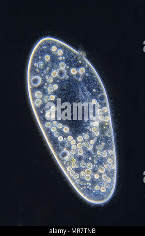Paramecium.Ciliata.Protozoans.Optic microscopy