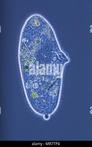 Paramecium.Ciliata.Protozoans.Optic microscopy