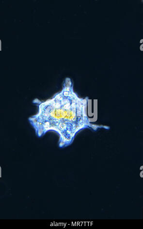 Amoeba.Rhizopoda.Protozoans.Optic microscopy Stock Photo