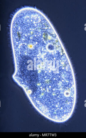 Paramecium sp.Ciliata.Protozoans.Optic microscopy