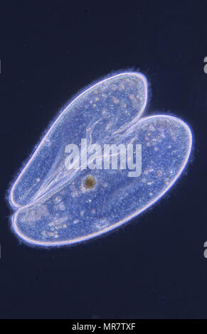 Conjugation.Cell division.Paramecium. Ciliata.Protozoan.Optic microscopy