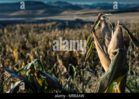 Frost conditions. Maize is the staple diet in Lesotho. The mountainous country suffers from regular bouts of food insecurity Stock Photo