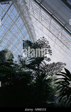 Interior of the Bicentennial Conservatory, Adelaide Botanic Garden, South Australia: the largest single span conservatory in the southern hemisphere Stock Photo