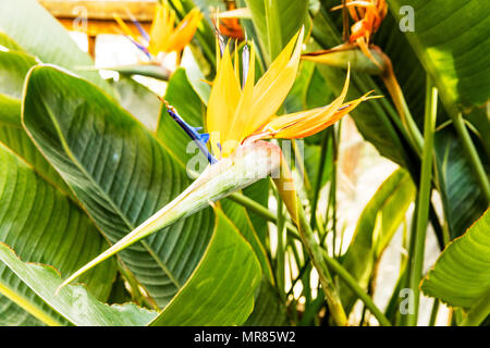 Bird of paradise flower, Strelitzia reginae, monocotyledonous flowering plant, Bird of paradise, Bird of paradise plant, Genus Strelitzia, exotic Stock Photo