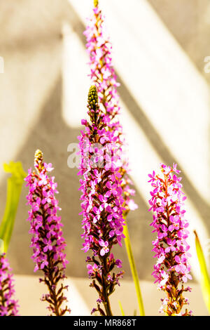 Grass Trigger Plant, Stylidium graminifolium, grass triggerplant, dicotyledonous plant, genus Stylidium, flower, flowers, plant, plants, Perennial Stock Photo