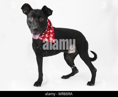 Tripod shelter dog, three legs, missing one leg, on white isolated background Stock Photo