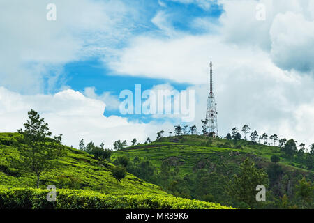 View on green tea plantation in Haputale. Way to Lipton seat. Stock Photo