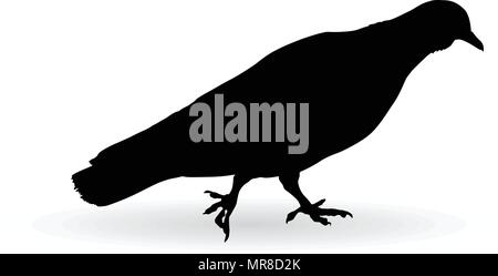 pigeon on the ground vector silhouette illustration Stock Vector