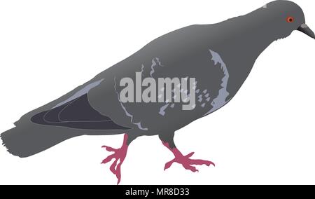 pigeon on the ground realistic vector  illustration Stock Vector