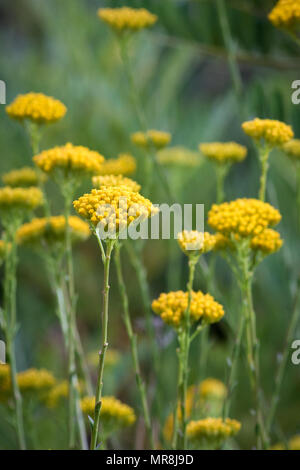 Bunch of yellow flowers on a mountain slope in the Helderberg Nature Reserve, Western Cape, South Africa. Stock Photo