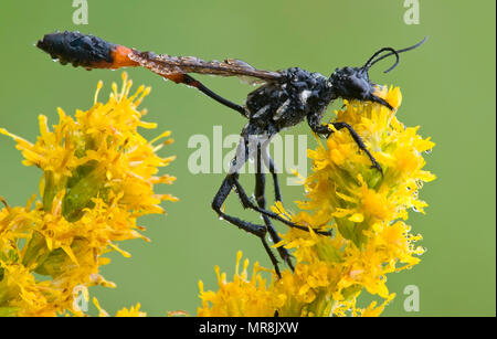 Thread-waisted Wasp (Ammophila procera) on goldenrod (Solidago sps), E USA, by Skip Moody/Dembinsky Photo Assoc Stock Photo