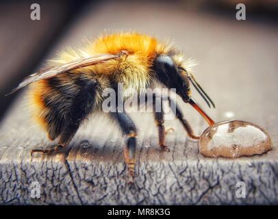 Common carder bee drinking a drop of sugar water close up Stock Photo