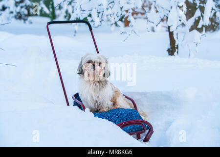 Shih tzu dog sitting in sledge at winter outdoors walking Stock Photo