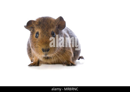 Cute Baby Guinea Pig On White Stock Photo 186434998 Alamy