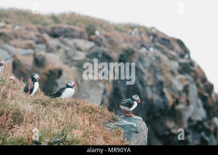 beautiful puffins on cliff and grass,vik dyrholaey, reynisfjara beach, iceland Stock Photo