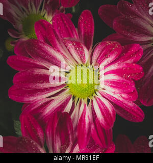 Red flower with water droplets on petals and yellow stigma Stock Photo