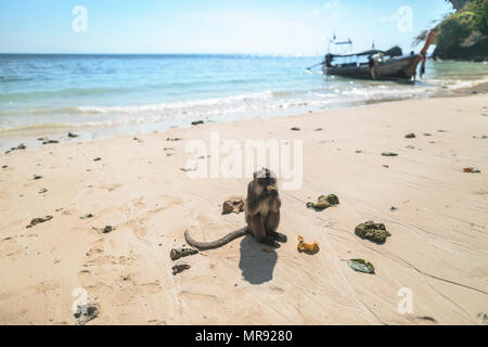 PHI PHI ISLANDS, THAILAND - DEC 20, 2015: close up view of monkey eating banana on beach Stock Photo