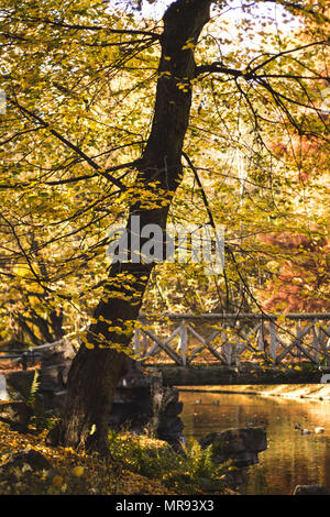 Autumn leaves at Josaphat Park in Brussels Belgium Stock Photo - Alamy