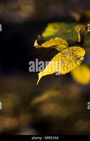 Autumn leaves at Josaphat Park in Brussels Belgium Stock Photo - Alamy